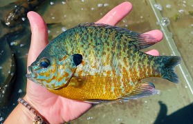 Pumpkinseed fish being held with a hand