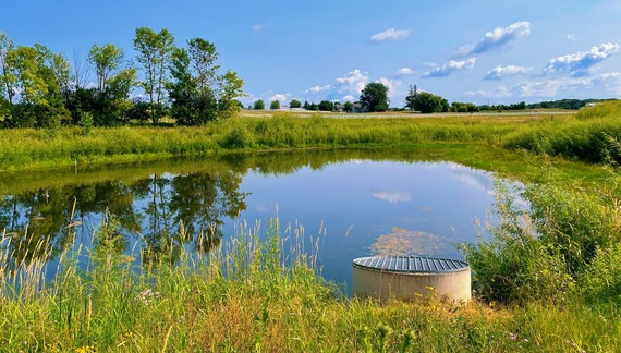 Pond with vegetation and yellow flowers around it
