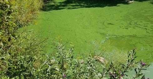 Green lake with plants in the foreground