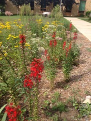 Native plants and flowers in a garden along a sidewalk