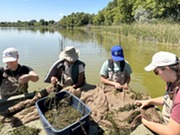Staff working on vegetation transplant