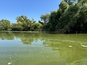 Hydes Lake algal blooms August 2024