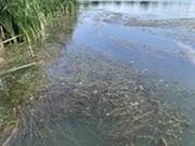 Curly leaf pondweed on Eagle Lake