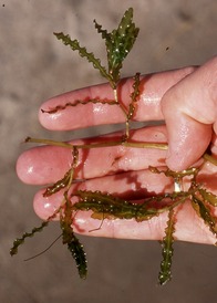 Curly leaf pondweed