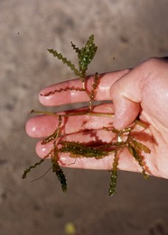 Curly leaf pondweed