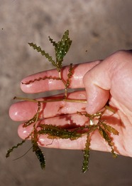 Curly leaf pondweed