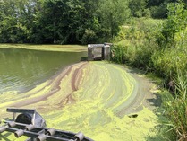 Blue-green algae