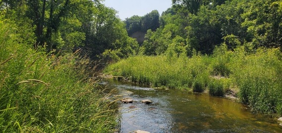 Silver Creek flowing through grassy areas in Carver County, MN