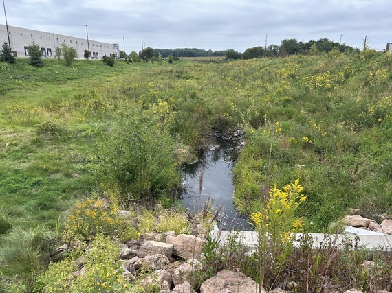 West Chaska Creek flowing into a culvert surrounded by native green vegetation 