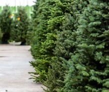 Christmas tree at tree lots
