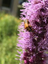 Goldenrod soldier beetle on a liastris plant
