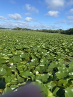 Lake Hazeltine with a healthy aquatic plant community