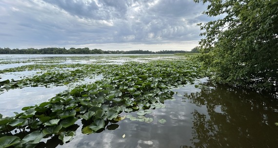 Lake Hazeltine in Chaska showing a healthy population of aquatic plans in 2025.