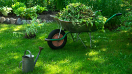 Wheelbarrow full of green yard waste in a yard