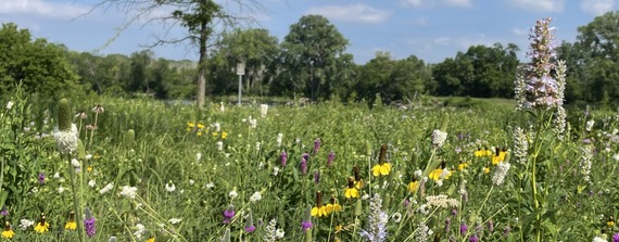 Native prairie with flowers and grasses