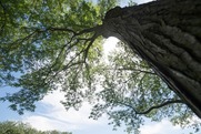 View from ground, looking up at tall deciduous tree with green leaves