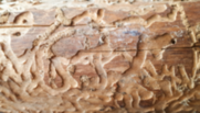 Damaging tunnels on ash tree caused by emerald ash borers