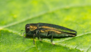 Emerald Ash Borer beetle on leaf