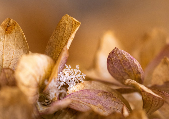 Close up image of a single snowflake resting on a hydrangea flower