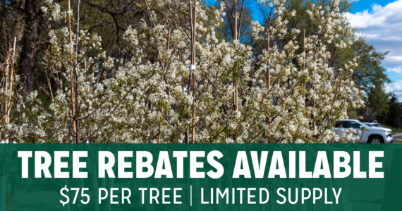 Tree Rebates Available | $75 per tree | Limited Supply