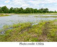 Wetlands USDA Picture