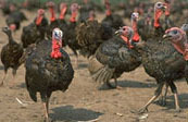 Turkey Farm 