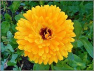 marigold