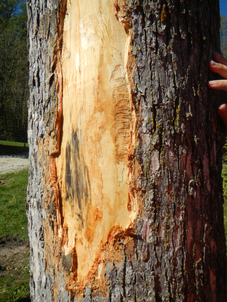 whitewater emerald ash borer