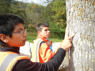 whitewater emerald ash borer