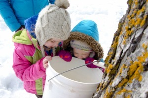 Kids check maple sap MN DNR