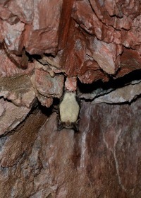 little brown bat