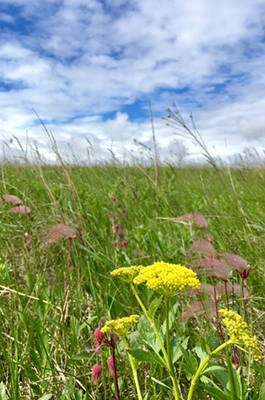 Prairie wildflowers at Verlyn Marth Memorial Prairie