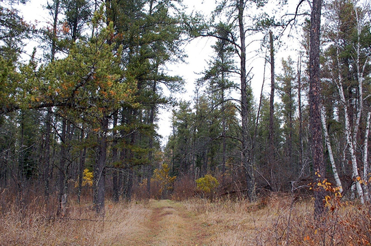 Jack pine woodland