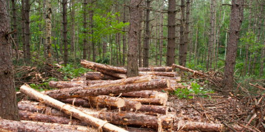 sustainable timber harvest