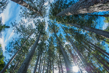 Centennial State Forest