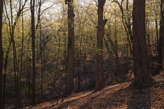 Leaves emerge on the trees at Wolsfeld Woods SNA.