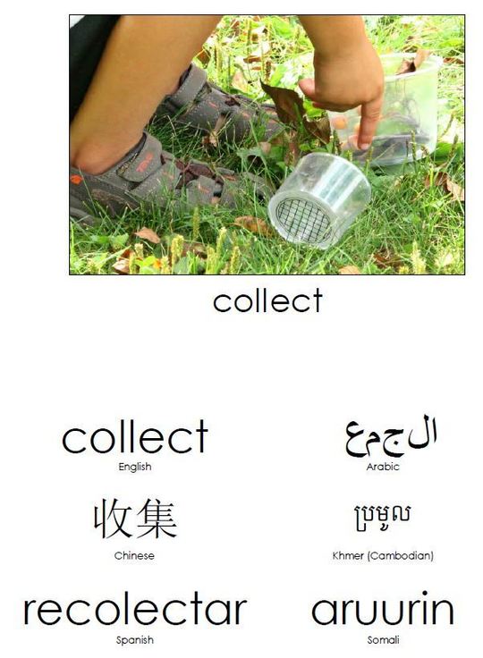 Collect ESL translation and photo of child collecting nature objects