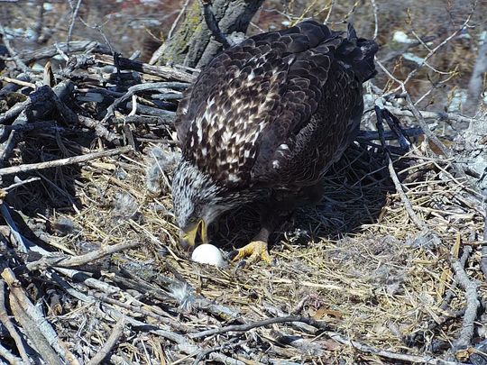 Young eagle finds egg