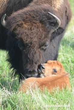 bison with calf