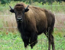 Bison