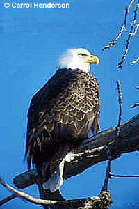 Bald eagle