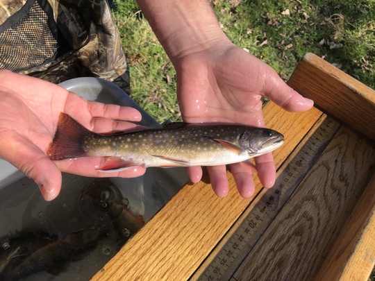 female brook trout