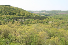forested bluff