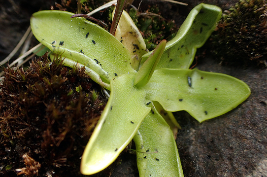 Butterwort leaves with trapped insects 