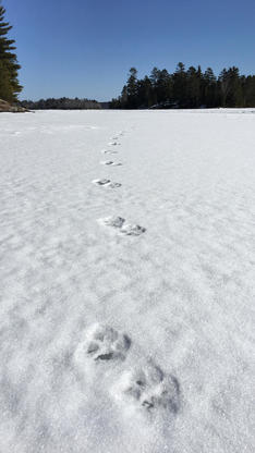 Wolf tracks in the snow