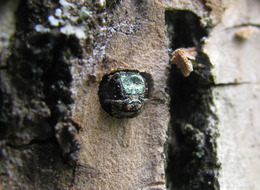 Emerald Ash Borer on tree bark