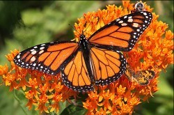 Monarch on butterfly milkweed plant