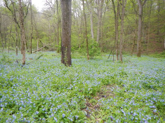 bluebell patch