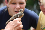 bird banding and observers