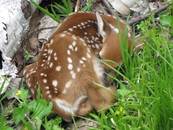Fawn curled up in vegetation (close-up)